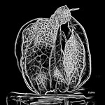 Physalis
