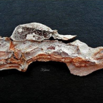 baumrinde-2