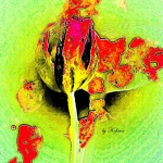 tulpe1