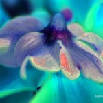 cyclamen