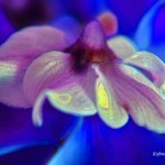 cyclamen