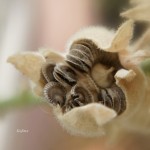seed