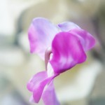 cyclamen