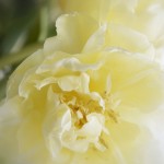 tulipan