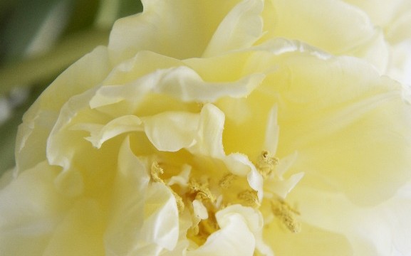 photographs - tulipan