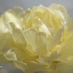 tulipan