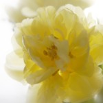 tulipan