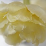 tulipan
