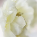 tulipan