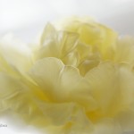 tulipan