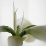 weiße Amaryllis