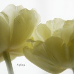 tulipan