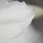 weiße Amaryllis