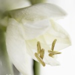 weiße Amaryllis