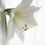 weiße Amaryllis
