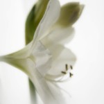 weiße Amaryllis