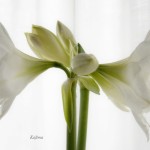 weiße Amaryllis