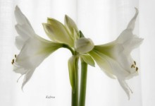 photographs - white amaryllis