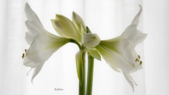 photographs - white amaryllis
