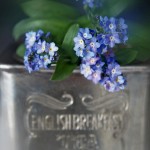 forget-me-not