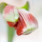rote Amaryllis