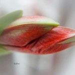 rote Amaryllis