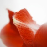 rote Amaryllis