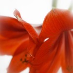 rote Amaryllis