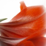 rote Amaryllis