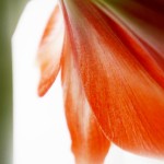 rote Amaryllis