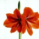 rote Amaryllis