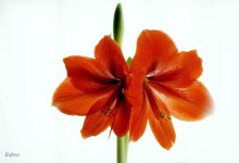 photographs - red amaryllis