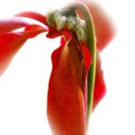 Cyclamen