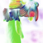 Cyclamen