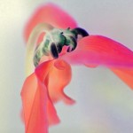 Cyclamen