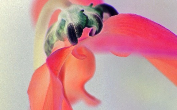 photographs - cyclamen