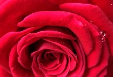 Photographs -  a rose is a rose is a rose