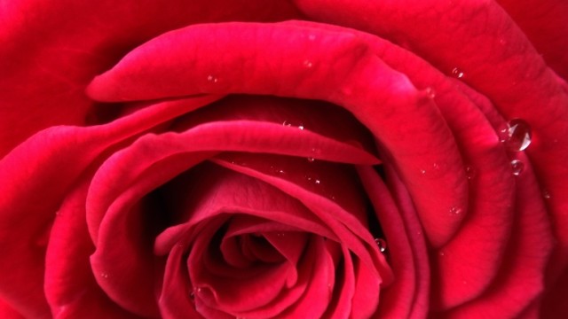 Photographs -  a rose is a rose is a rose