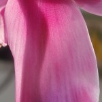 cyclamen