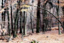 photographs - autumn forest